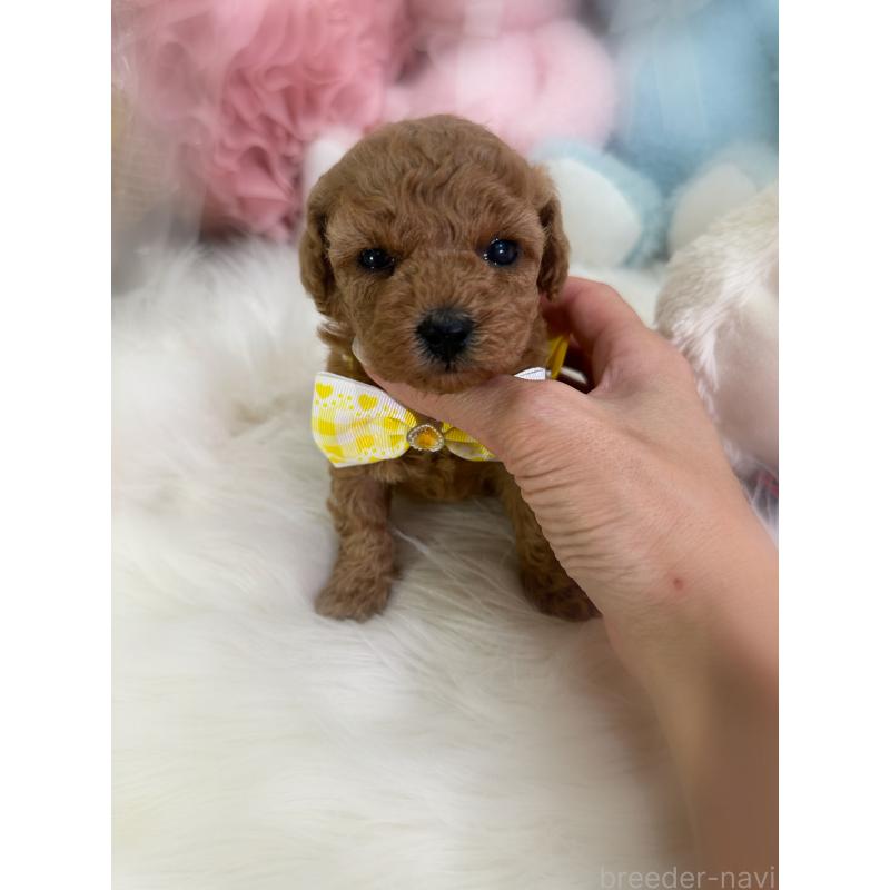 販売中の香川県のトイプードル-433636の5枚目