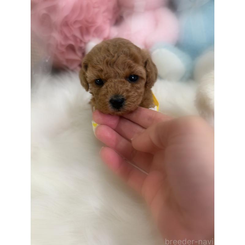 販売中の香川県のトイプードル-433636の4枚目