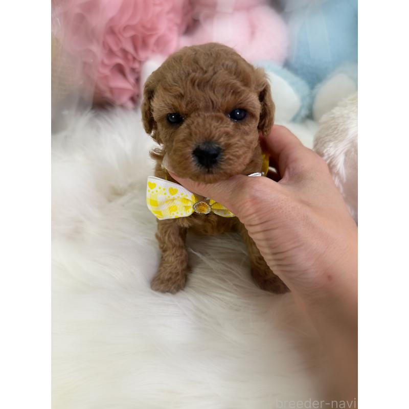 販売中の香川県のトイプードル-433636の3枚目