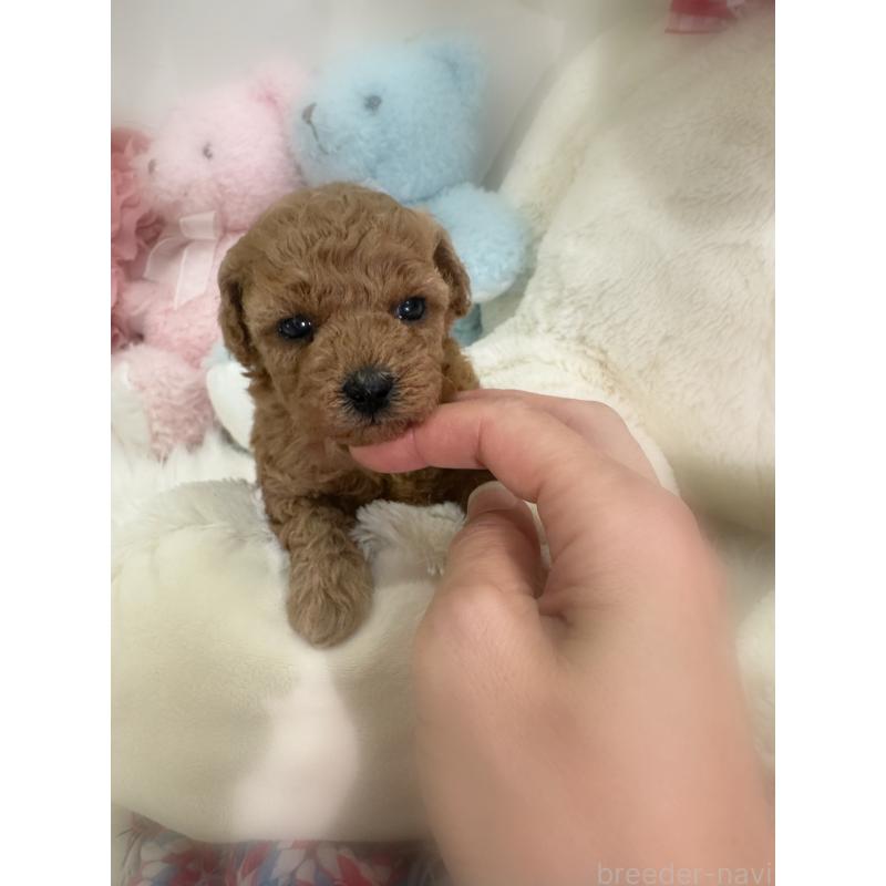 販売中の香川県のトイプードル-433636の2枚目