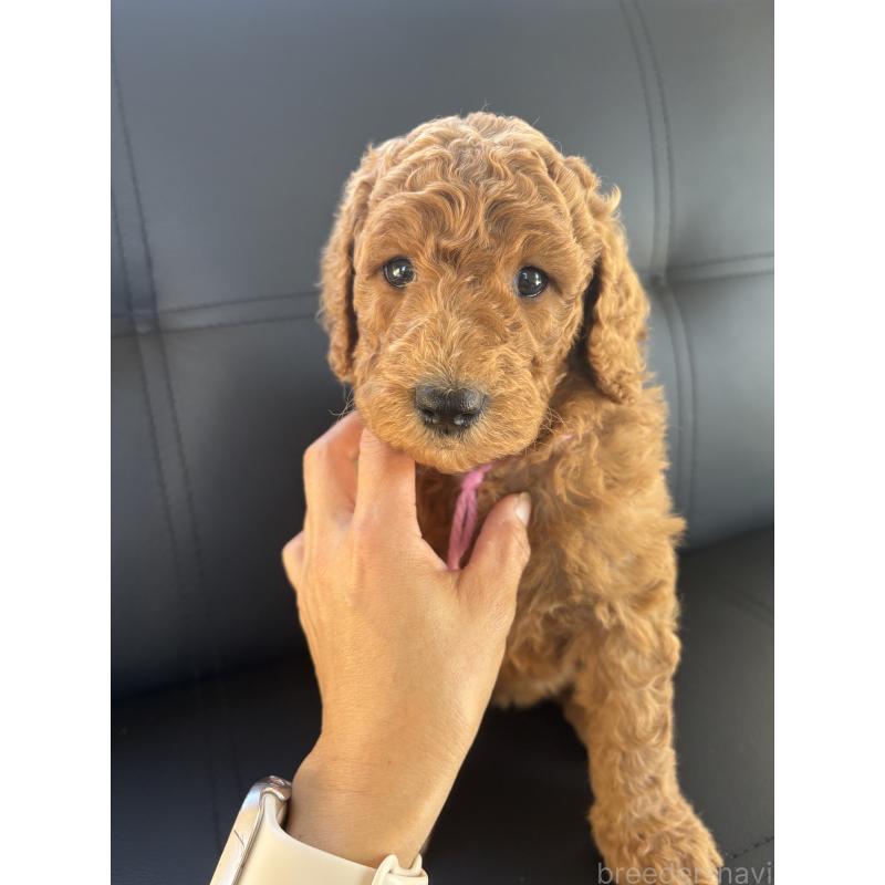 販売中の茨城県のスタンダードプードル-433635の5枚目