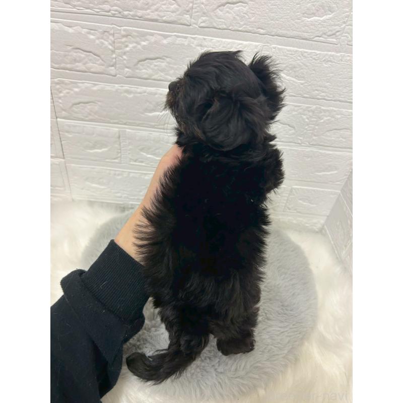 販売中の岡山県のミニチュアシュナウザー-433637の12枚目