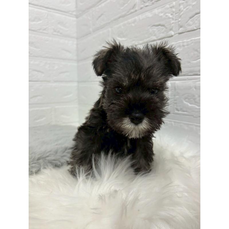 販売中の岡山県のミニチュアシュナウザー-433637の11枚目