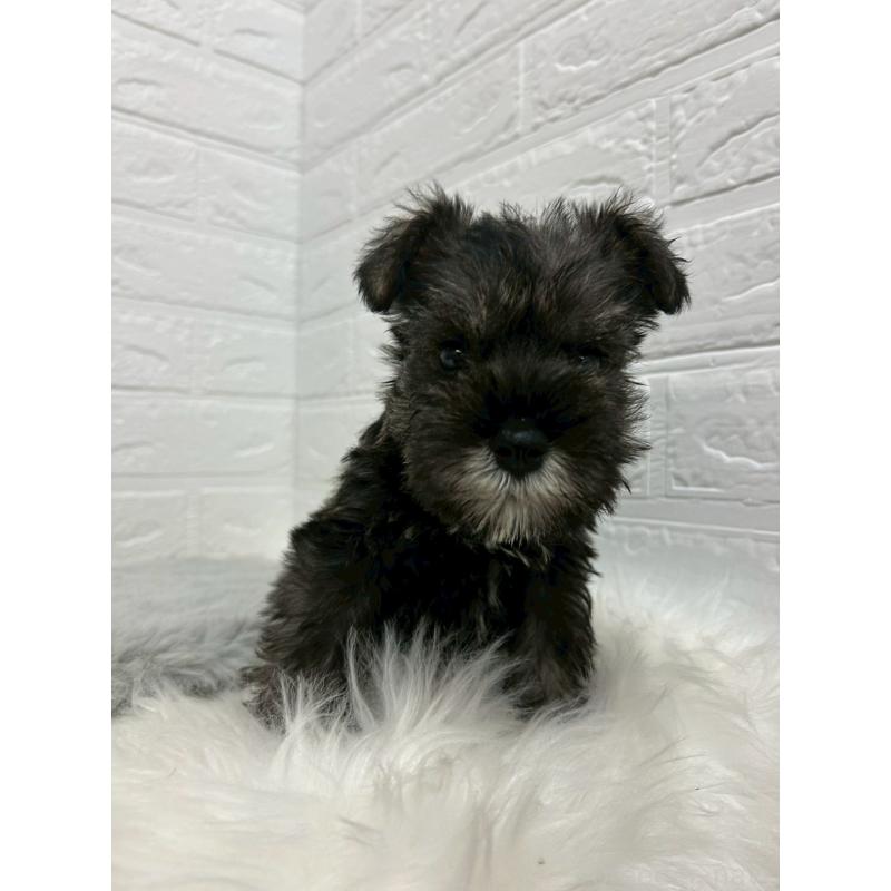 販売中の岡山県のミニチュアシュナウザー-433637の10枚目