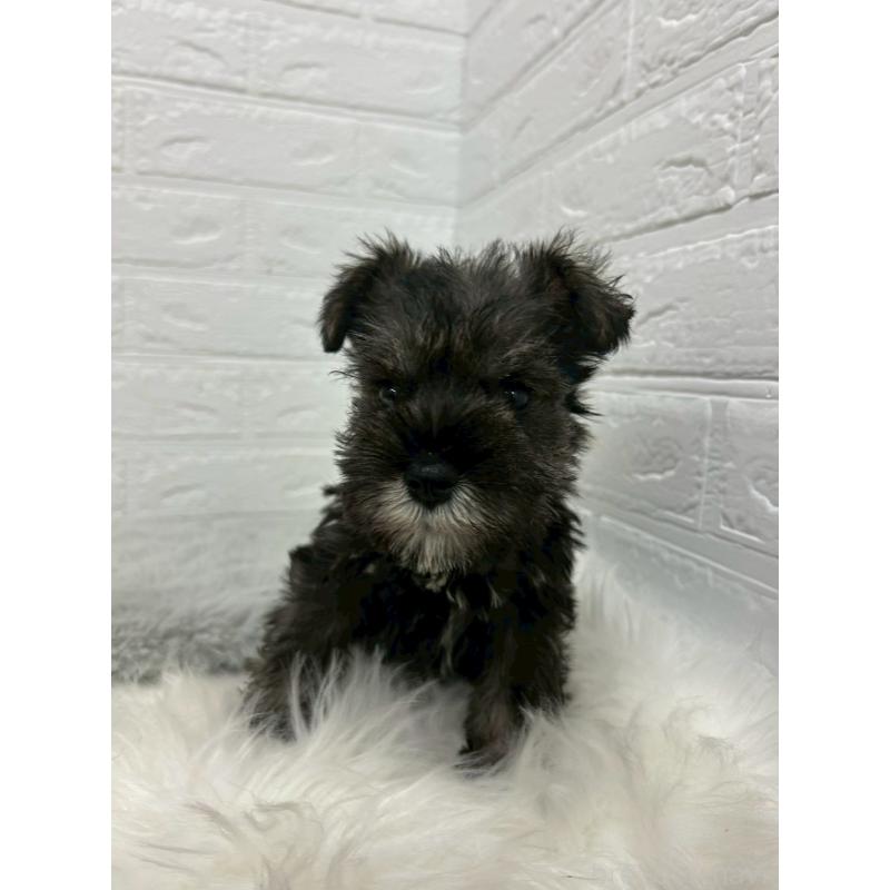 販売中の岡山県のミニチュアシュナウザー-433637の8枚目