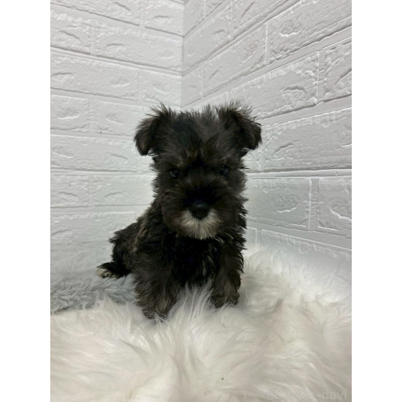 販売中の岡山県のミニチュアシュナウザー-433637の9枚目