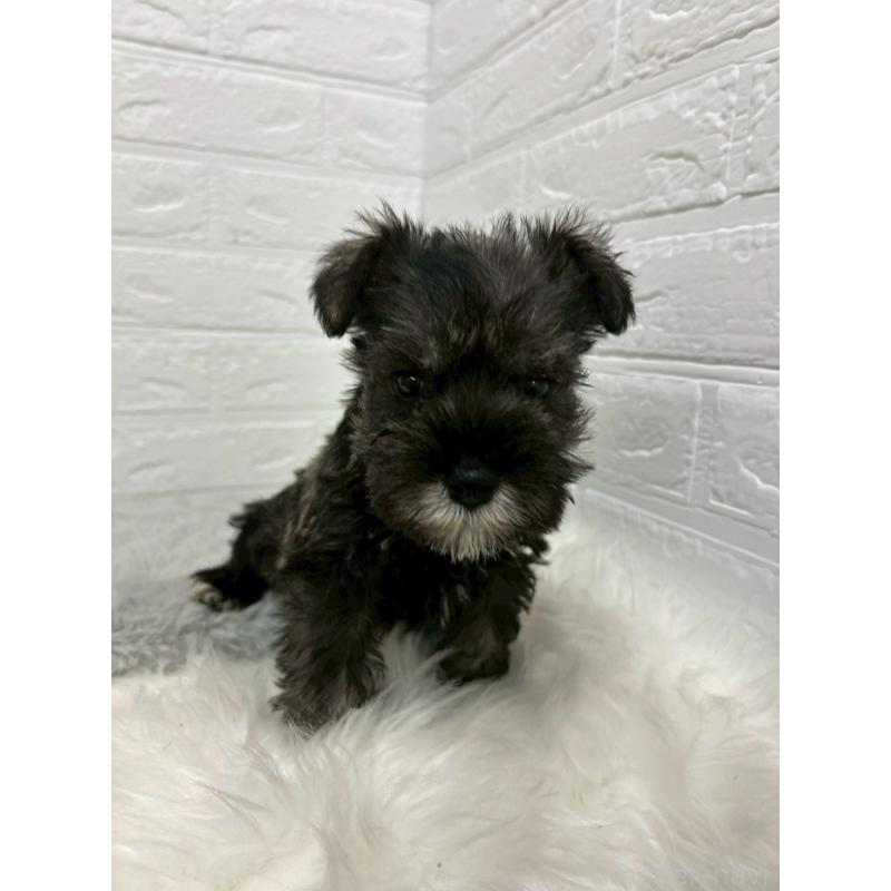 販売中の岡山県のミニチュアシュナウザー-433637の7枚目