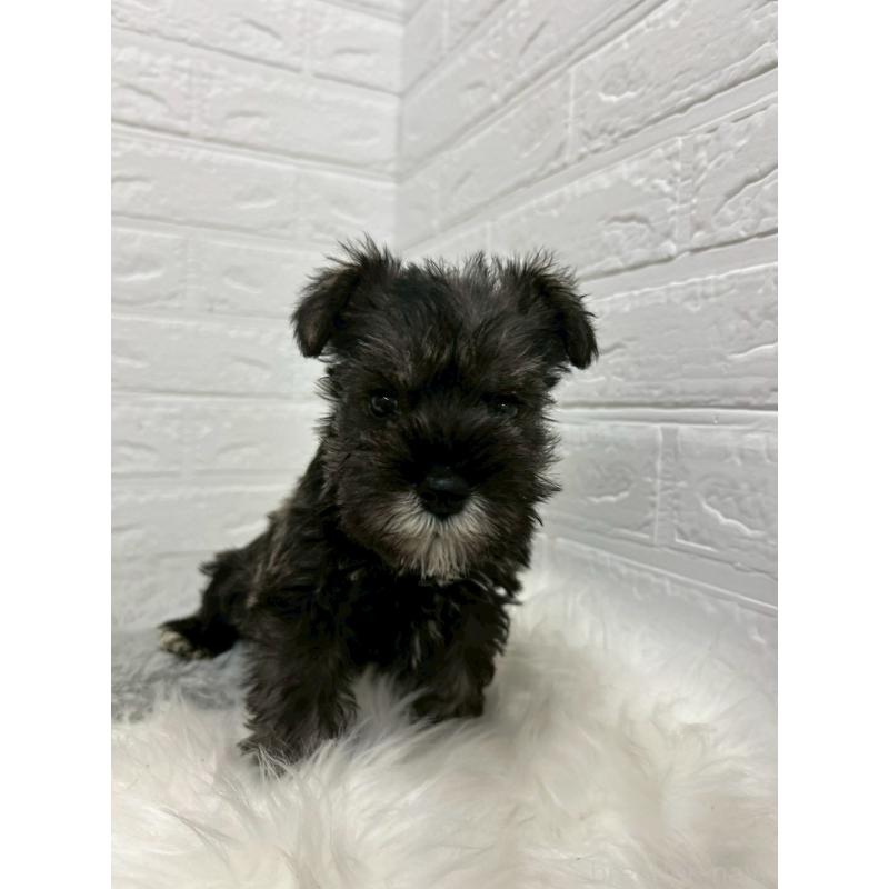 販売中の岡山県のミニチュアシュナウザー-433637の6枚目