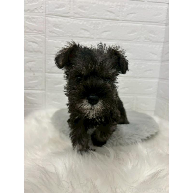 販売中の岡山県のミニチュアシュナウザー-433637の5枚目