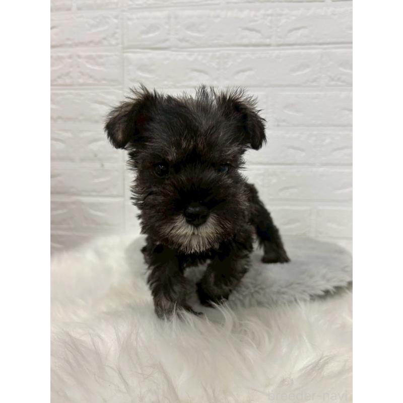 販売中の岡山県のミニチュアシュナウザー-433637の4枚目