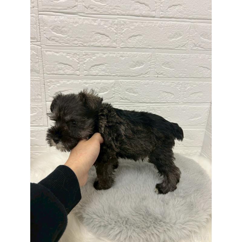 販売中の岡山県のミニチュアシュナウザー-433637の3枚目