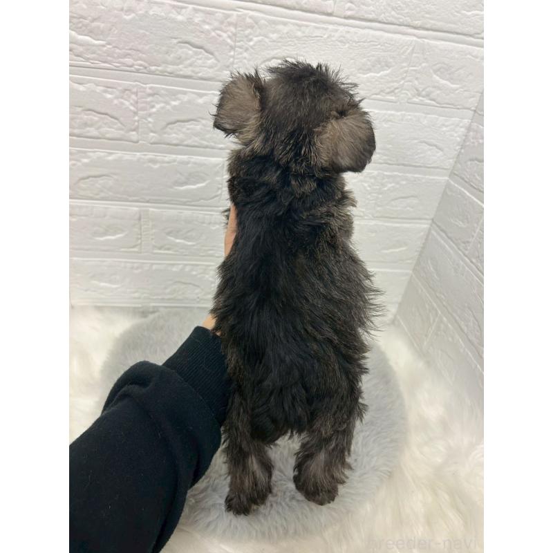 販売中の岡山県のミニチュアシュナウザー-433637の2枚目