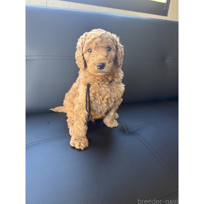 販売中の茨城県のスタンダードプードル-433638の4枚目