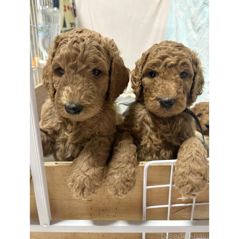 販売中の茨城県のスタンダードプードル-433638の3枚目