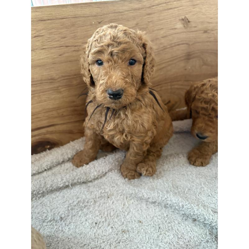 販売中の茨城県のスタンダードプードル-433638の2枚目