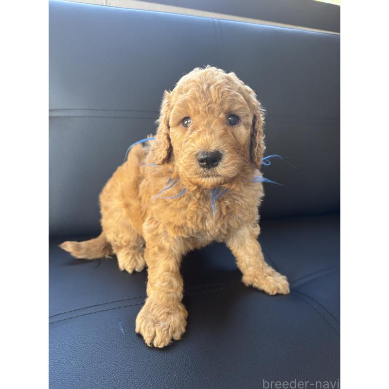 販売中の茨城県のスタンダードプードル-433639の7枚目