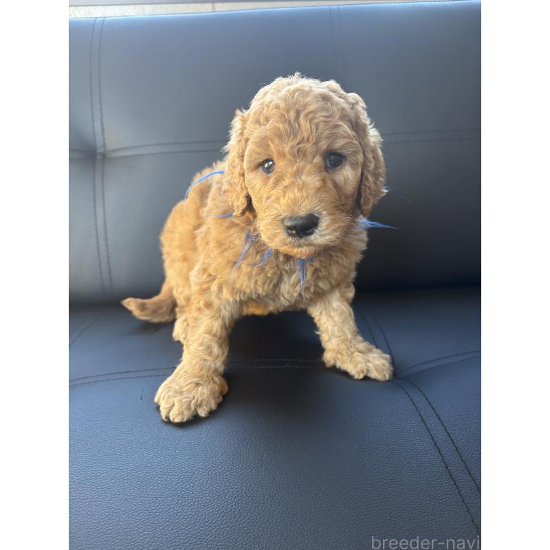 販売中の茨城県のスタンダードプードル-433639の6枚目