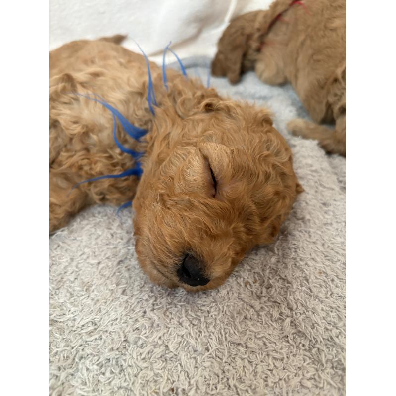 販売中の茨城県のスタンダードプードル-433639の5枚目