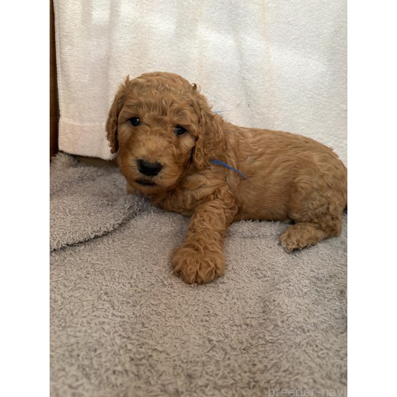 販売中の茨城県のスタンダードプードル-433639の4枚目