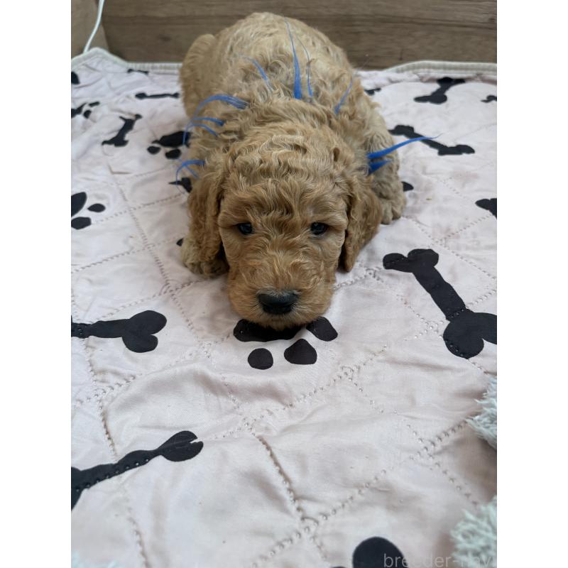 販売中の茨城県のスタンダードプードル-433639の3枚目