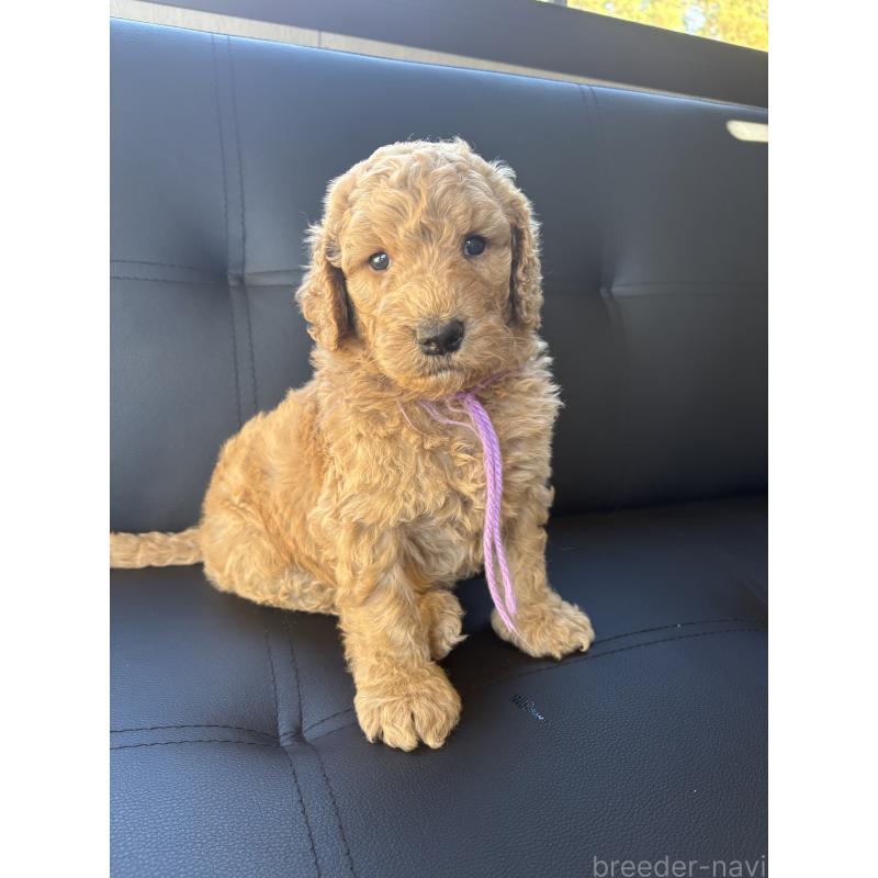 販売中の茨城県のスタンダードプードル-433641の3枚目