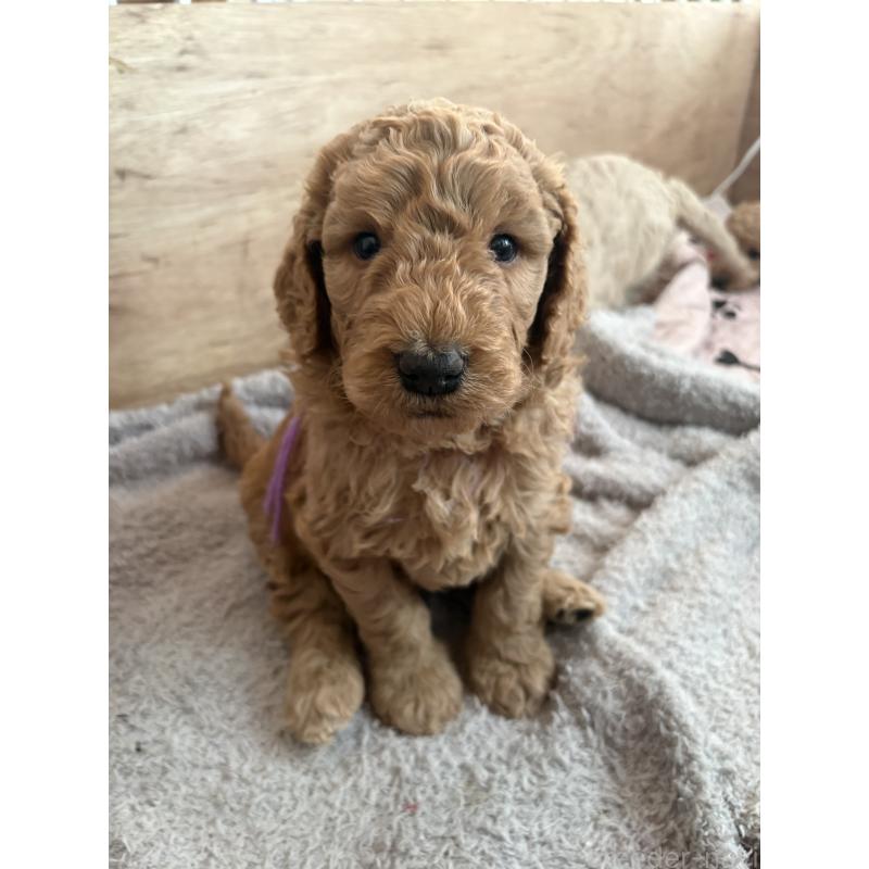 販売中の茨城県のスタンダードプードル-433641の2枚目