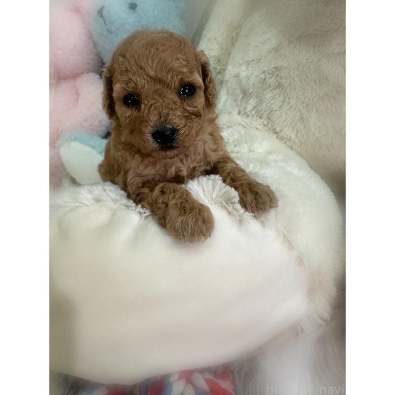 販売中の香川県のタイニープードル-433644の5枚目