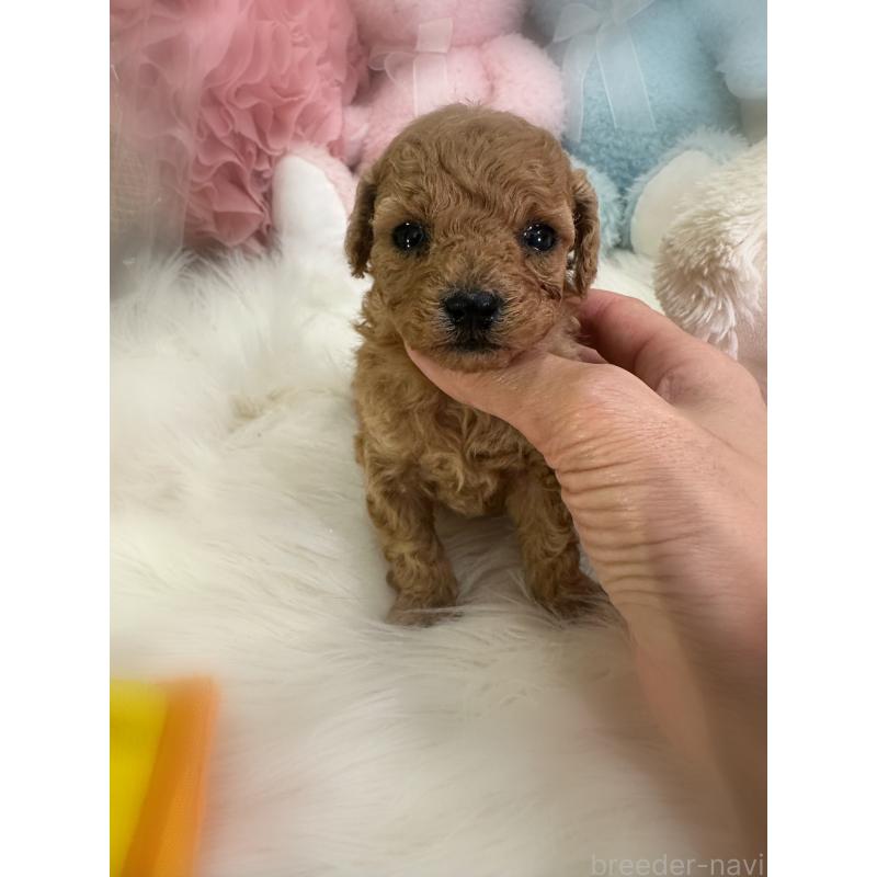 販売中の香川県のタイニープードル-433644の4枚目