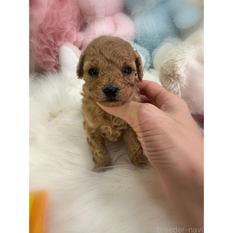 販売中の香川県のタイニープードル-433644の3枚目