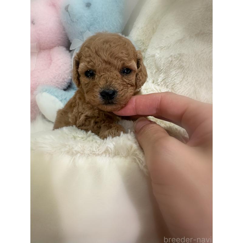 販売中の香川県のタイニープードル-433644の2枚目