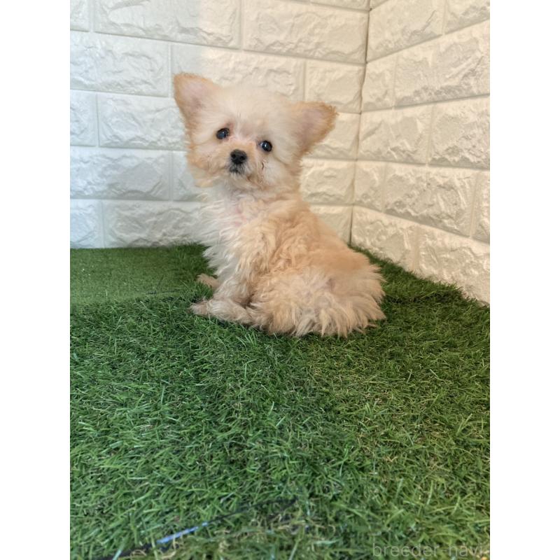 販売中の岡山県のチワプー:チワワ×トイプードル-433642の9枚目