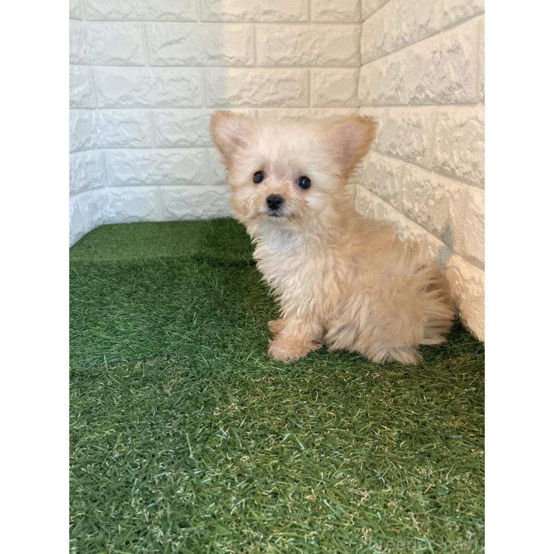 販売中の岡山県のチワプー:チワワ×トイプードル-433642の4枚目