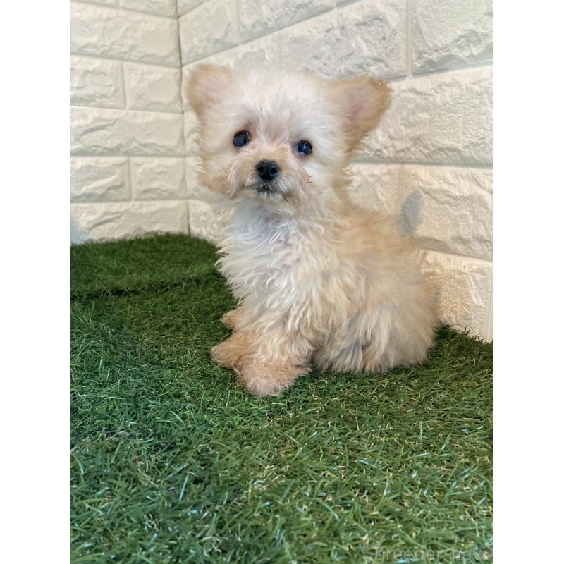 販売中の岡山県のチワプー:チワワ×トイプードル-433642の3枚目