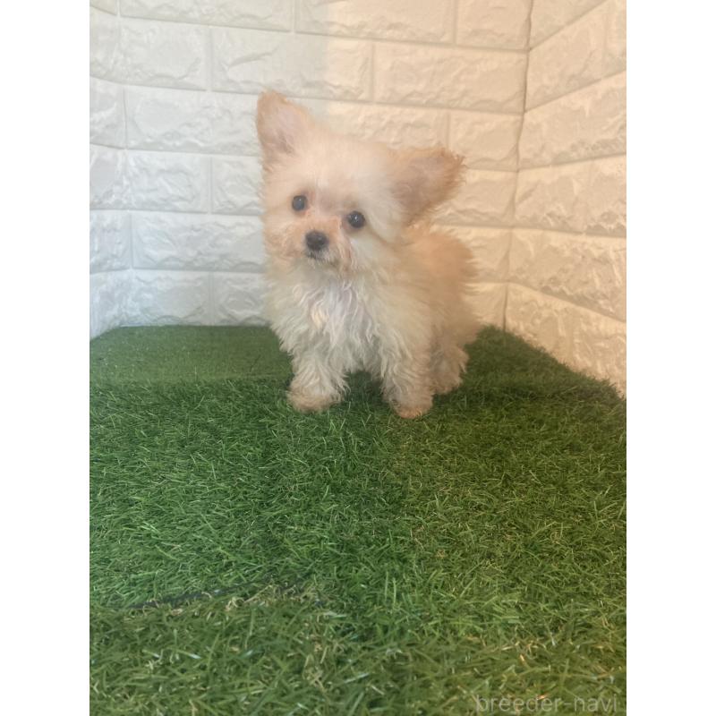 販売中の岡山県のチワプー:チワワ×トイプードル-433642の2枚目