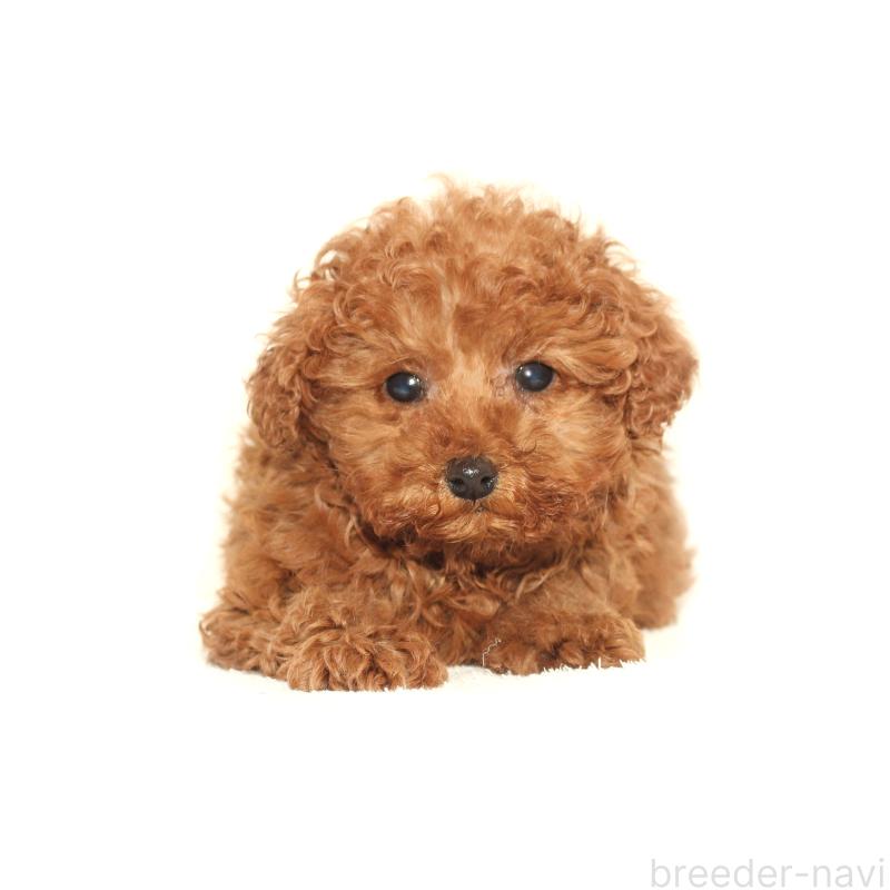 販売中の熊本県のタイニープードル-433643の1枚目