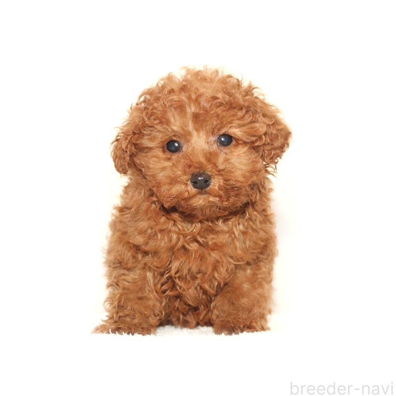 販売中の熊本県のタイニープードル-433643の3枚目