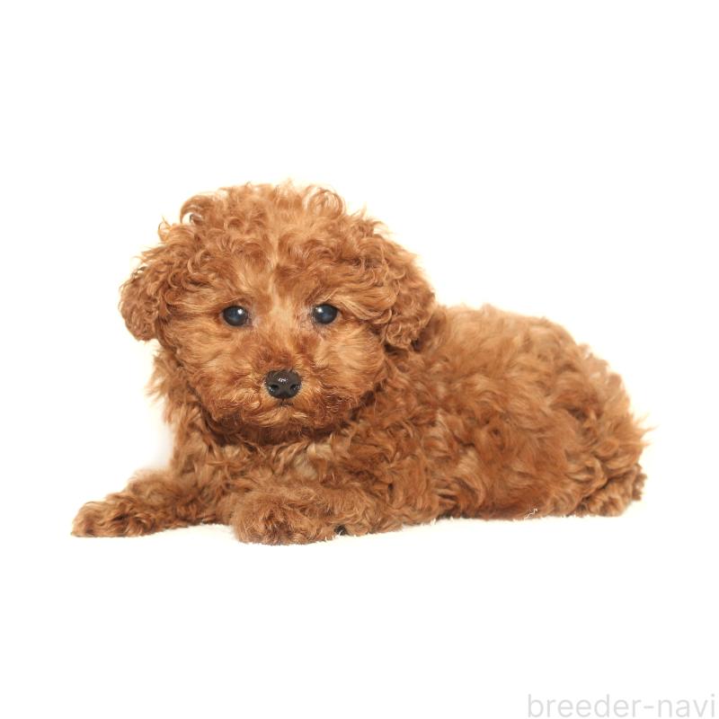 販売中の熊本県のタイニープードル-433643の2枚目