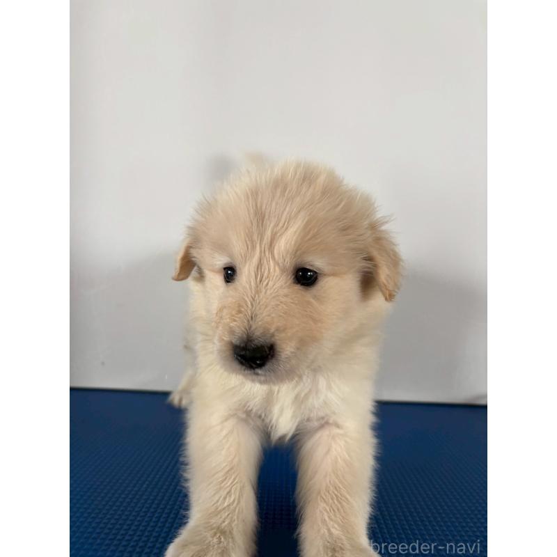 販売中の岡山県のミックス犬-433646の7枚目