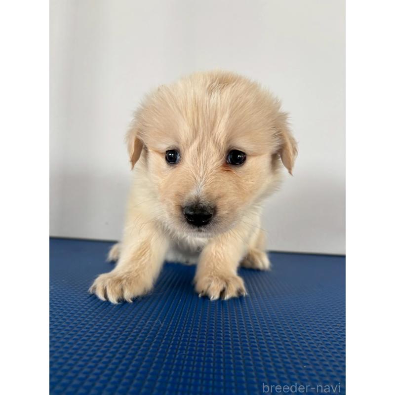 販売中の岡山県のミックス犬-433646の6枚目