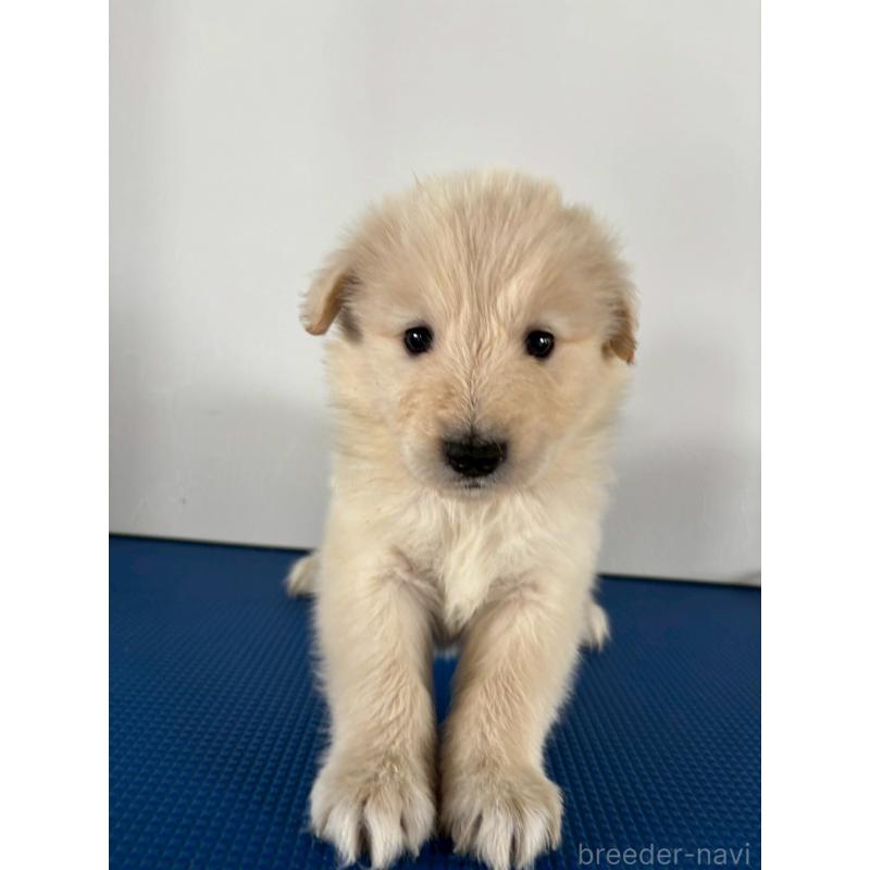 販売中の岡山県のミックス犬-433646の5枚目