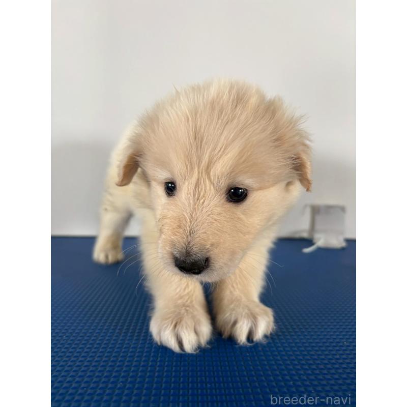 販売中の岡山県のミックス犬-433646の4枚目