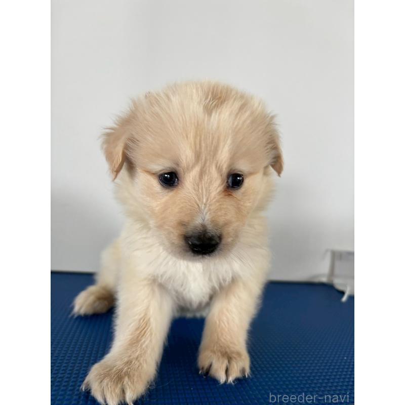 販売中の岡山県のミックス犬-433646の3枚目