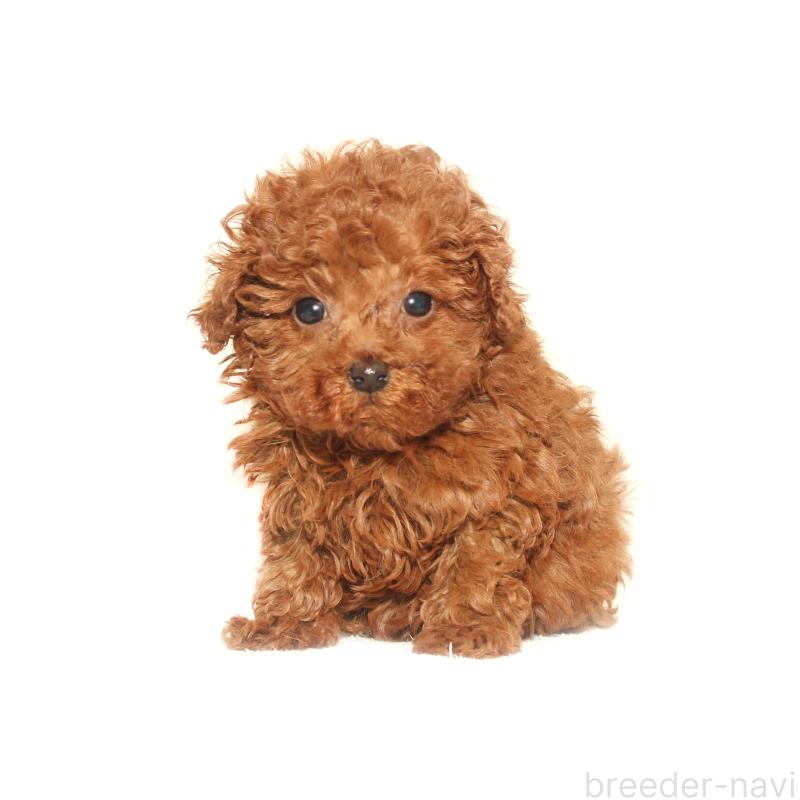 販売中の熊本県のティーカッププードル-433645の2枚目