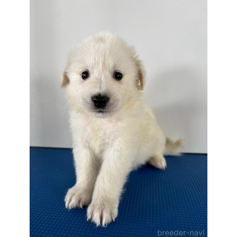 販売中の岡山県のミックス犬-433647の5枚目