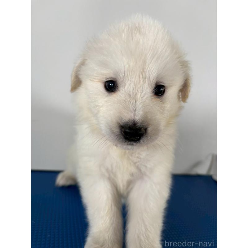 販売中の岡山県のミックス犬-433647の4枚目