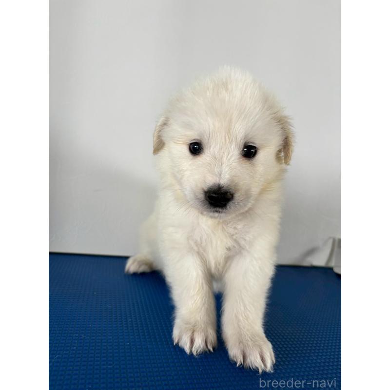 販売中の岡山県のミックス犬-433647の2枚目