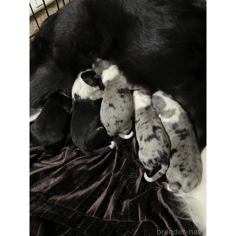 販売中ののボーダーコリー-433648