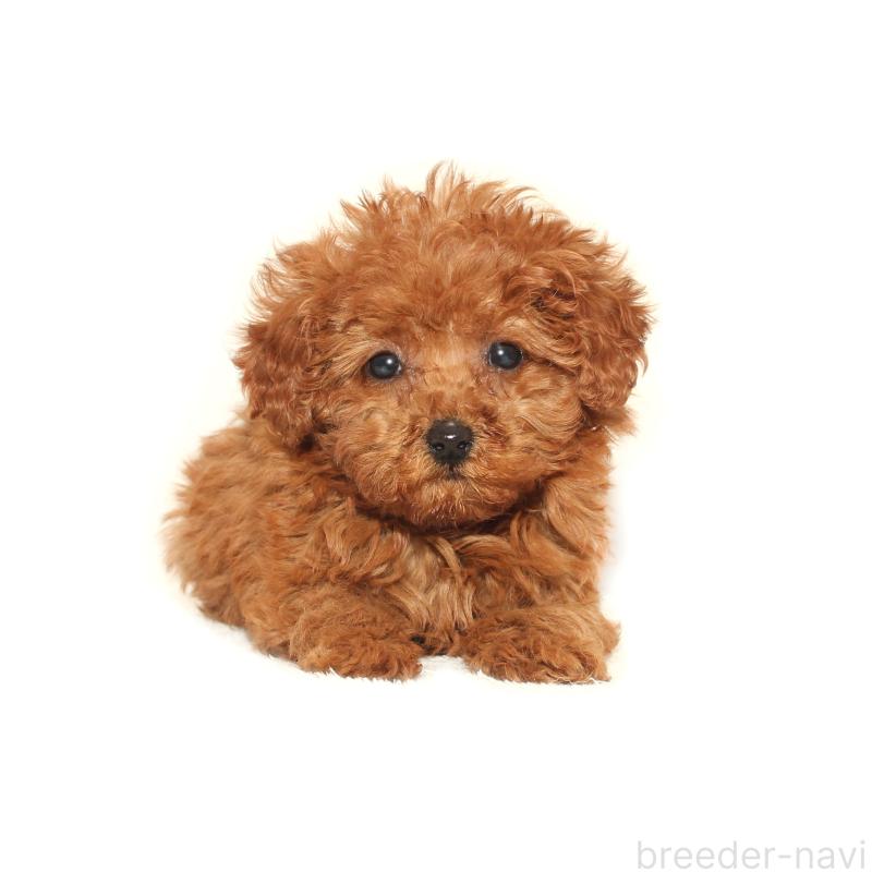 商談中の熊本県のタイニープードル-433649の1枚目