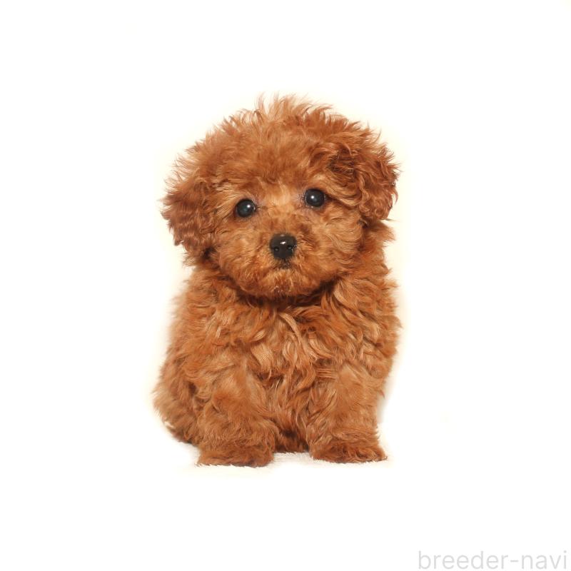 商談中の熊本県のタイニープードル-433649の3枚目