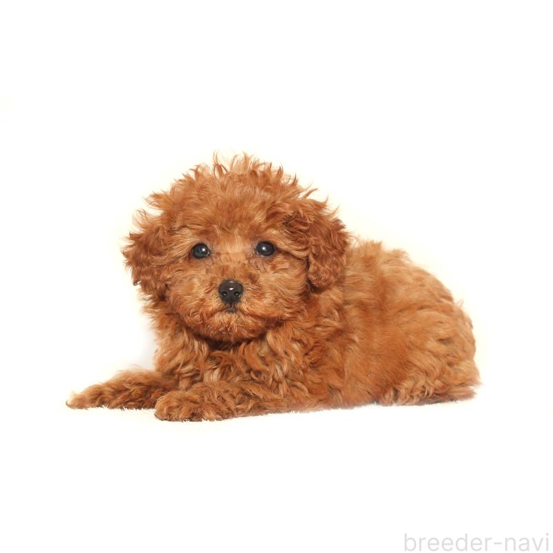 商談中の熊本県のタイニープードル-433649の2枚目